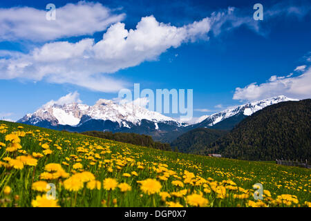 Il tarassaco di fronte Latemargebirge, Latemar mountain range, Nova Ponente area, Alto Adige, Italia, Europa Foto Stock