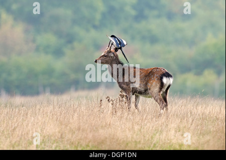 Gazza comune (Pica pica) Adulti velluto di pulizia da corna di un maschio di Sika cervo (Cervus nippon) Stag, England, Regno Unito Foto Stock