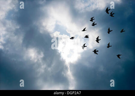 Uccelli in volo attraverso le nuvole grigio Foto Stock