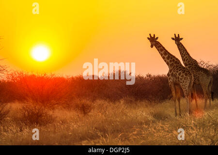 Giraffe (Giraffa camelopardalis) nella parte anteriore del tramonto, Namibia, Africa Foto Stock