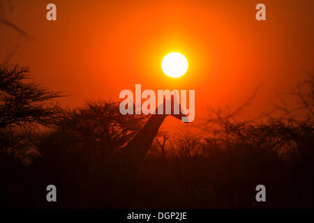 Giraffe (Giraffa camelopardalis) nella parte anteriore del tramonto, Namibia, Africa Foto Stock