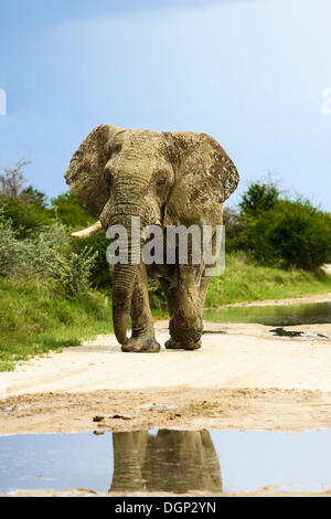 Bush africano Elefante africano (Loxodonta africana), Bull, il Parco Nazionale di Etosha, Namibia, Africa Foto Stock