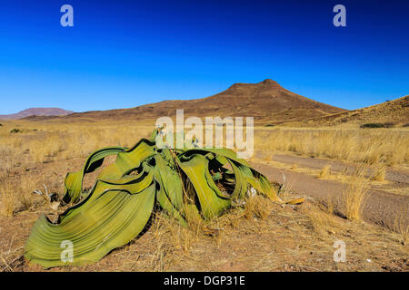 Welwitschia (Welwitschia mirabilis), vicino a monte Brandberg, Damaraland, Namibia, Africa Foto Stock