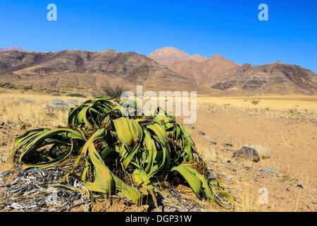 Welwitschia (Welwitschia mirabilis), vicino a monte Brandberg, Damaraland, Namibia, Africa Foto Stock