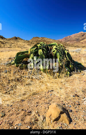 Welwitschia (Welwitschia mirabilis), vicino a monte Brandberg, Damaraland, Namibia, Africa Foto Stock