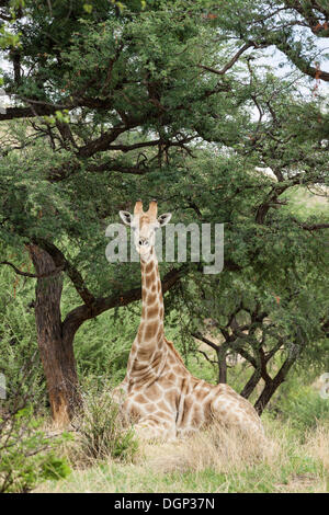 Giraffe (Giraffa camelopardalis) che giace sotto un cammello Thorn o Giraffe Thorn Tree (Acacia erioloba), Daan Viljoen Park, Namibia Foto Stock