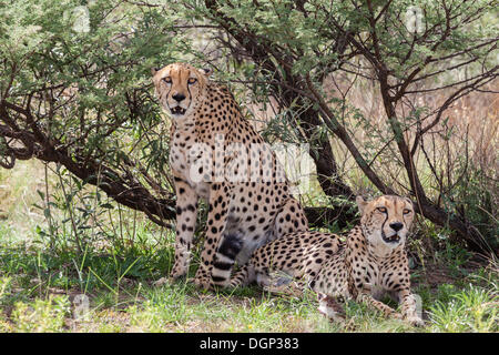 Due ghepardi (Acinonyx jubatus) sotto un cespuglio, Naankuse, Namibia Foto Stock