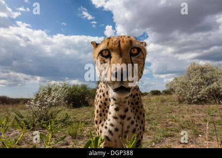 Ghepardo (Acinonyx jubatus), Naankuse, Namibia Foto Stock