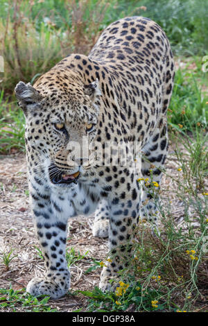 African Leopard (Panthera pardus pardus), Naankuse, Namibia Foto Stock