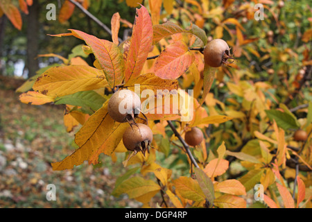 Un nespola albero con frutti maturi in autunno Foto Stock