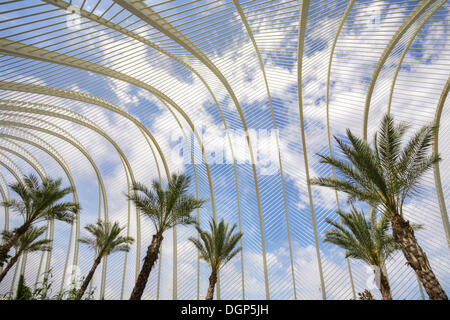 L'Umbracle palm garden, Ciudad de las Artes y las Ciencias Città delle Arti e delle Scienze di Valencia, Comunidad Valenciana, Spagna Foto Stock