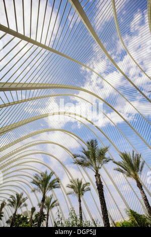 L'Umbracle palm garden, Ciudad de las Artes y las Ciencias Città delle Arti e delle Scienze di Valencia, Comunidad Valenciana, Spagna Foto Stock