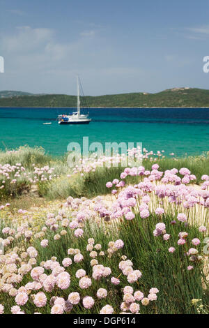 Fioritura chiodi di garofano sulla spiaggia di Porto Puddu, Sardegna, Italia, Europa Foto Stock