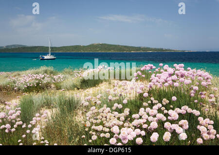 Fioritura chiodi di garofano sulla spiaggia di Porto Puddu, Sardegna, Italia, Europa Foto Stock