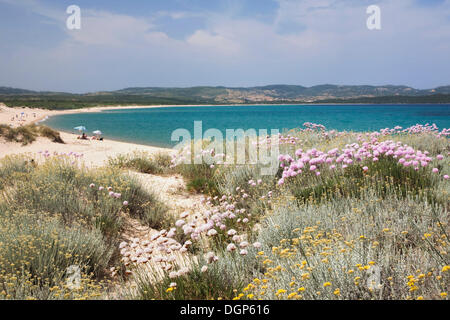 Fioritura chiodi di garofano sulla spiaggia di Porto Puddu, Sardegna, Italia, Europa Foto Stock