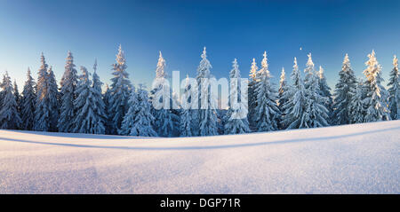 Coperto di neve e alberi di pino nella prima luce del mattino sul vertice Belchen, Foresta Nera, Baden-Wuerttemberg Foto Stock