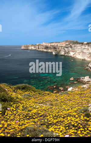 Scogliere di Bonifacio in primavera, Bocche di Bonifacio, Corsica, Francia, Europa Foto Stock