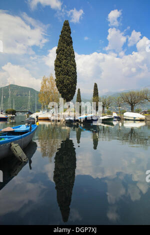 Cypress riflessa nel bacino portuale di Porto Portese, Lago di Garda, Lombardia, Italia, Europa Foto Stock