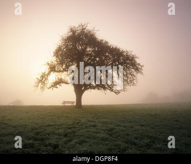 Albero solitario in autunno, Svevo, Baden-Wuerttemberg Foto Stock