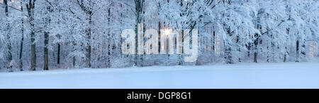 Coperte di neve foresta a sunrise, Svevo, Baden-Wuerttemberg Foto Stock