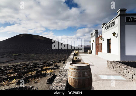 Bodega La Geria nella zona viticola della Geria, Lanzarote, Isole Canarie, Spagna, Europa Foto Stock