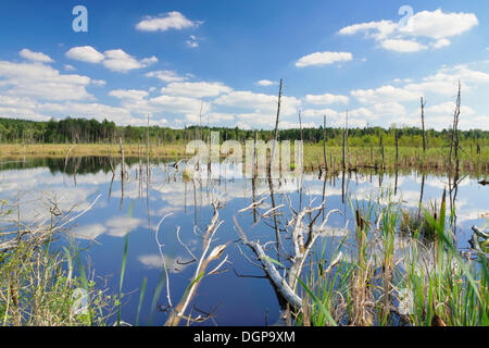 Gli alberi morti e le nuvole si riflette nell'acqua del Schwenninger Moos torbiera, Baden-Wuerttemberg Foto Stock