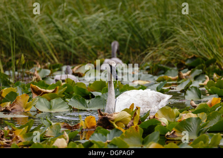 Primo piano di un singolo cigno bianco che mangia erba nello stagno di giglio Foto Stock