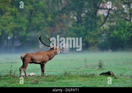 Maschio di cervo (Cervus elaphus), Cervidae, Civitella Alfedena, Parco Nazionale d'Abruzzo, Italia Foto Stock