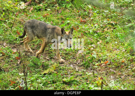 Giovani italiani Wolf Canis lupus italicus, Canidae, Parco Nazionale d'Abruzzo, Italia Foto Stock