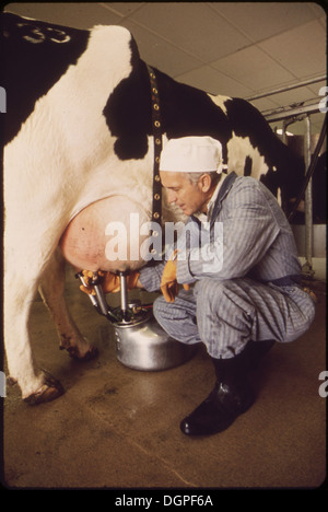 I tempi di mungitura sulla fattoria sperimentale azionato da EPA il centro nazionale di ricerca. Il latte è testato per il conteggio della radiazione 548961 Foto Stock