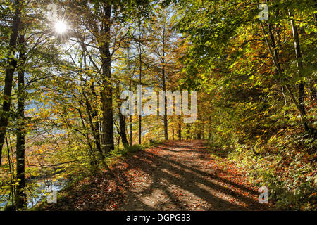 Percorso in una foresta di faggio sul lago Offensee, Ebensee, regione del Salzkammergut, Austria superiore, Austria, Europa Foto Stock