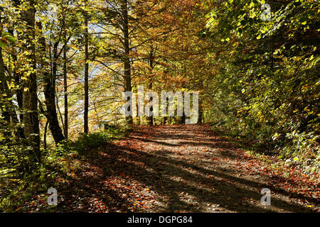 Percorso in una foresta di faggio sul lago Offensee in autunno, Ebensee, regione del Salzkammergut, Austria superiore, Austria, Europa Foto Stock