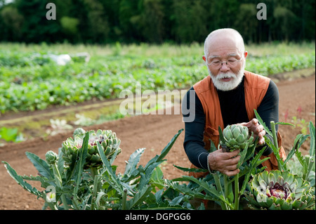 Senior un uomo guarda il carciofo nel campo Foto Stock