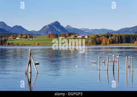 Lago Hopfensee, Hopfen am See, Ostallgaeu, Allgaeu, Svevia, Bavaria Foto Stock