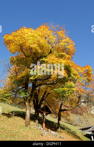 Edicola croce sotto un albero di acero in autunno, Allgaeu Alpi, Gerstruben, Oberstdorf, Oberallgäu, Algovia, Svevia, Baviera, Germania Foto Stock