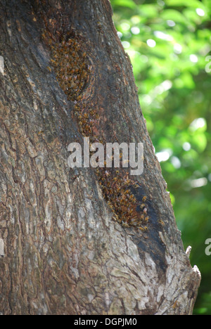 Natural Bee Hive sciame sul sentiero Trail head Foto Stock