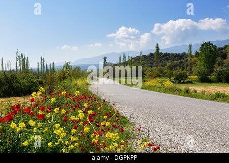 Fiori Selvatici crescente sul lato di una strada di campagna, Yenice, Aydin provincia, regione del Mar Egeo, Turchia Foto Stock