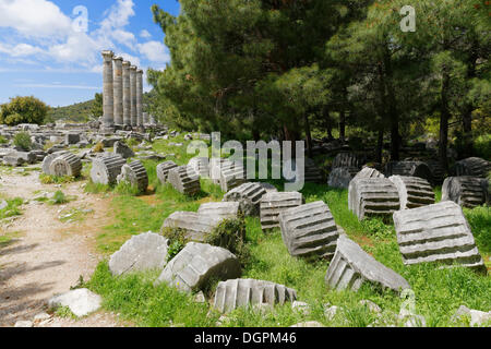 Rovine del tempio di Athena, Priene, Güllübahçe, Aydin provincia, regione del Mar Egeo, Turchia Foto Stock