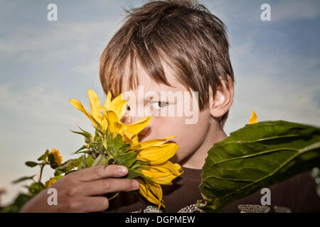 Ragazzo con un girasole (Helianthus annuus) Foto Stock