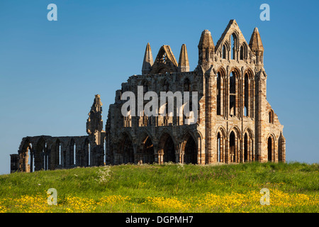 Campo di Renoncules davanti a Whitby Abbey, North Yorkshire. Foto Stock