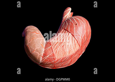 Modello anatomico, stomaco umano Foto Stock