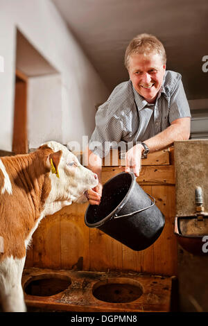 Agricoltore alimentando un vitello Foto Stock