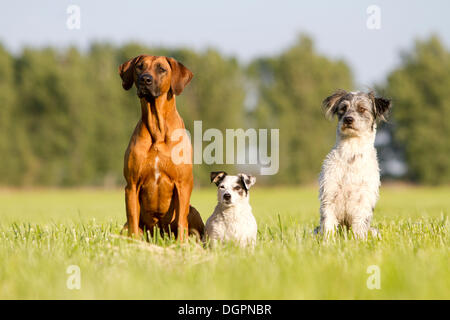 Tre cani, un Ridgeback rhodesiano, un Jack Russell Terrier e un Briard mixed-breed seduto in un prato e guardare con speranza in Foto Stock