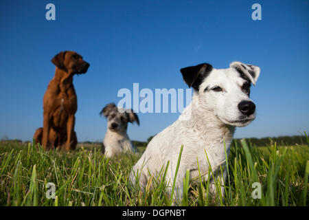 Jack Russell Terrier seduto in un prato di fronte un Ridgeback rhodesiano e un Briard mixed-cane di razza Foto Stock