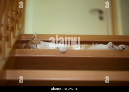 Gatto dorme sulle scale di legno di una casa Foto Stock