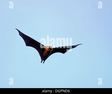 Seychelles frutto bat o flying fox sul parafango Foto Stock