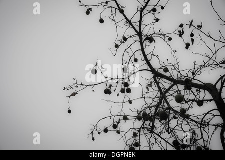 Il granchio le mele su Albero morto Foto Stock