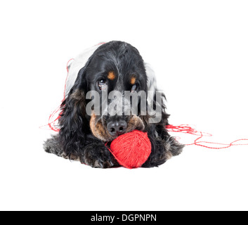 Cane (Inglese cocker spaniel) con una palla di filettatura su sfondo bianco Foto Stock