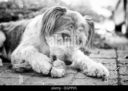 Cane rosicchia su un osso Foto Stock