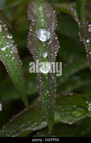 Gocce d'acqua su una foglia, comune peonia (Paeonia officinalis) Foto Stock